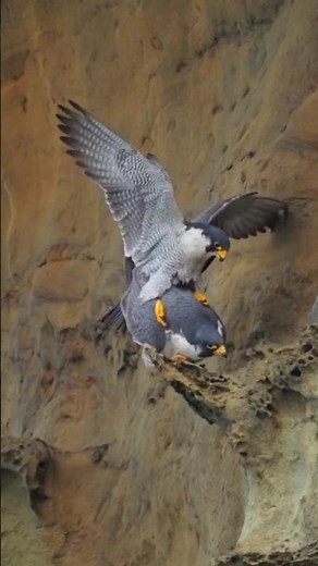 🔥 What happens to peregrine falcons during the breeding season is unbelievable! 🦅😱