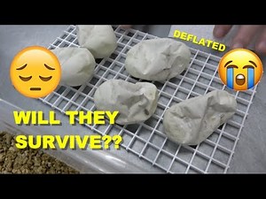 My Ball Python Eggs Are Too Dimpled | Will They Survive ???