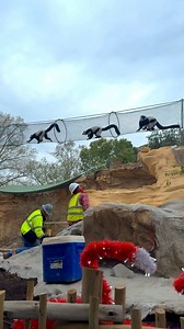 The lemur crew got to check out the all new Lemur SkyTrail and they were all about it! 🥰🌁 | San Antonio Zoo
