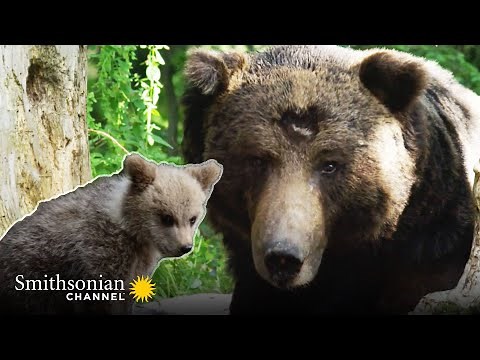 Bear Mother Protects Her Cubs from an Attack 🐻 Wild Castles | Smithsonian Channel