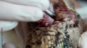 Surgeon Doctor Operating Reticulated Python (Python Reticulatus) Snake. Veterinary Service for Wildlife Animals