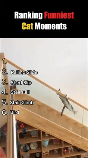 Ranking Funniest Cat Moments