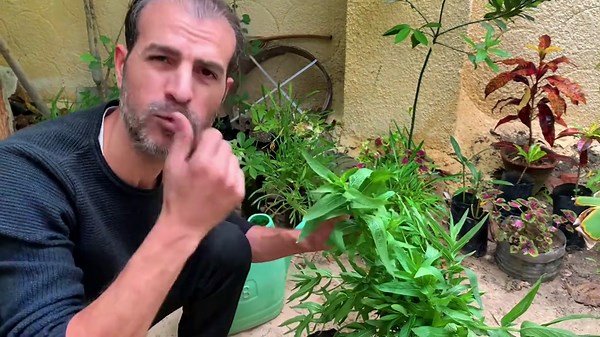 ‏#المزارع_الذكي #smart_gardener #زراعة #زراعة_منزلية #نباتات