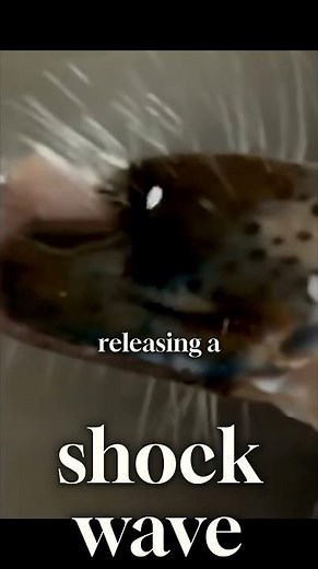 The Animal That Punches So Fast It Boils Water