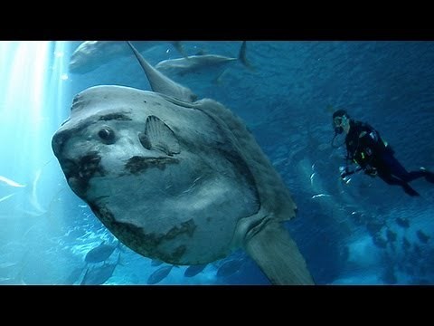 THE OCEAN SUNFISH: LARGEST BONY FISH