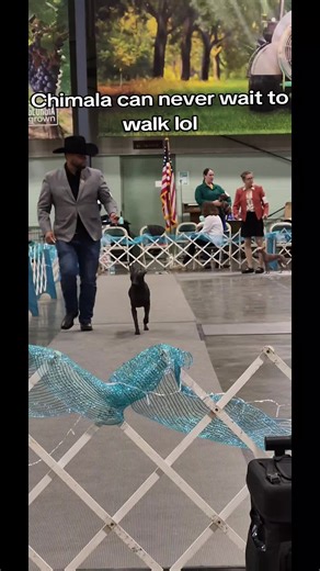 Nov. 30: The beautiful show girl