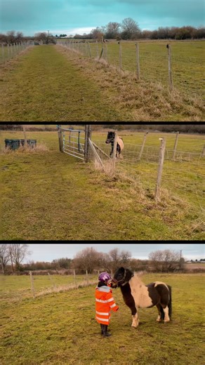 The grumpy gelding running across his pasture to wait by the gate for his little human. ##grumpygelding #shetland #equestrianlife #fyp