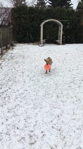 Snow and Frisbee #goldenretreiver #servicedogs #puppy