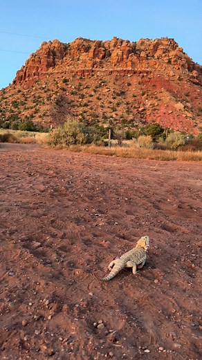 Bearded Dragon's Adventures in the Desert 🏜️