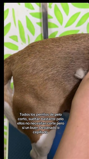 Cuidado de Perritos de Pelo Corto: Deslanado y Cepillado
