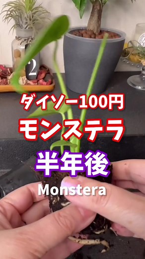 ダイソー100円モンステラの半年後・いろいろな育て方で比較！ #観葉植物 #houseplants #ダイソー #モンステラ #monstera