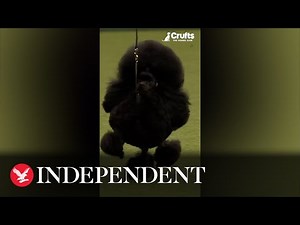 Toy poodle shows off at Crufts 2023