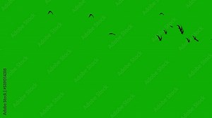 Flying birds motion graphics with green screen background