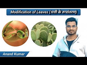 Leaf modification | Modification of Leaf | Leaf and its modification | Modified leaves