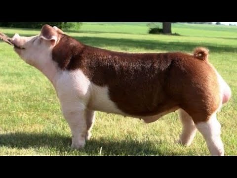 America’s Unsung Swine: 7 Heritage Pig Breeds Making a Comeback