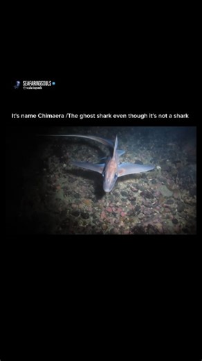 Seafaring Souls on Instagram: "Chimaeras are fascinating creatures often found in mythology and folklore. They're typically depicted as monstrous beings with parts taken from different animals, like a lion's head, a goat's body, and a serpent's tail. This blending of features symbolizes the blending of different aspects or qualities into one entity. The term "chimaera" is also used in biology to describe organisms with cells from genetically distinct individuals. This phenomenon is known as chim