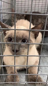 **Update: Number of cats updated to 130 , rescuing still underway** Today, Baltimore City Animal Control responded to a call from an elderly citizen in crisis. Her husband had recently passed away, and she was soon leaving for hospice care herself. Wanting the best for her cats, she called Animal Control for help. When speaking with officers, she believed that she had about 30 cats that needed an immediate place to go. When Animal Control arrived to help, they were shocked to find that the elder