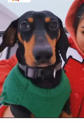 Dashy's First Snow Day Adventure