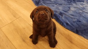 76K views · 8.7K reactions | Chocolate Labs Get Belly Rubs!! | Life With Labradors | Facebook