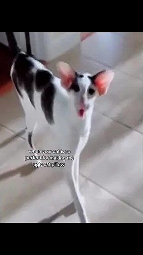 help rating this customized cat pillow from 1-10 #catpillow #uglypillow #uglypetpillow #uglycatpillow #customizedpillow