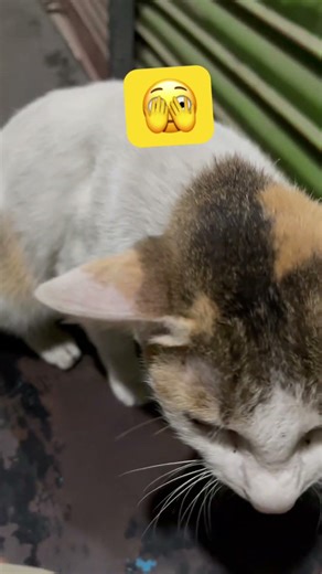 #short vidoes ণাবার বিষ তো আপনে লাইক করছে তো 🐕‍🦺💦 #ravig