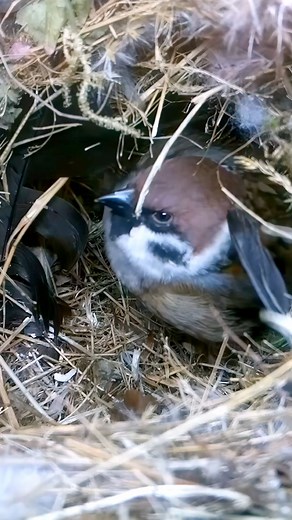 17K views · 389 reactions | Tree Sparrow nest looks super cosy for the Winter 泥珞 #wildlife #birdwatching #nature #nestbox #bird #birds #sparrow #treesparrow #cuteanimals #livecam #nestboxlive | Nest Box Live | Facebook