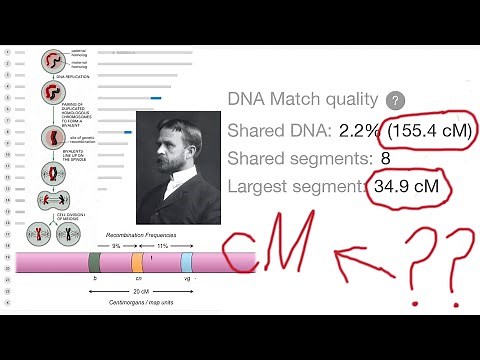cM and Shared DNA: CentiMorgans Explained