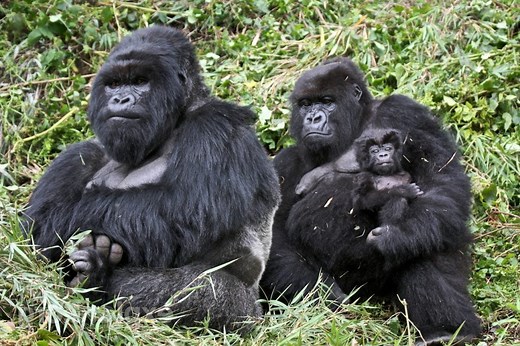 Gorilla Symbolism