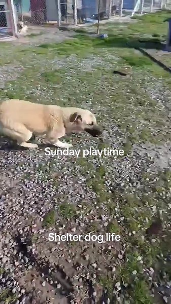 Forgotten Dogs of Turkey (@forgotten_dogs_of_turkey)’s videos with original sound - Forgotten Dogs of Turkey