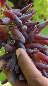 Witch Finger Grapes Review | Unique Grape Variety Grown on Farm 🍇 ===================================================== Discover the amazing Witch Finger Grapes, a rare and exotic grape variety known for its long, finger-like shape and rich, sweet taste! In this video, we take you to the farm for an up-close review of this unique fruit. Whether you’re a grape enthusiast, farmer, or fruit lover, you’ll be fascinated by the taste, texture, and nutritional benefits of Witch Finger Grapes. ✅ Grown 