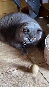 When Your Cat Is A Huge Fan Of The World Cup 😂