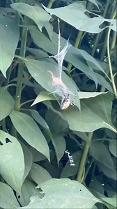 65K views · 1.1K reactions | #spider vs #escorpion | Pelea de Insectos | Facebook