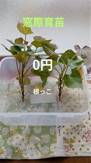 焼き芋の卵ささっとこれだけ！秋に大収穫サツマイモ・簡単植え付け！家庭菜園