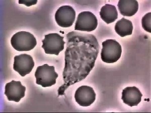 White blood cell chases bacteria.