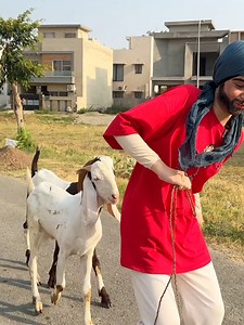 Bakra Eid Aur Bakra Chor #fyp #foryou #foryoupage #viral #motivational #moralstory #ridanaqqash | Rida Naqash