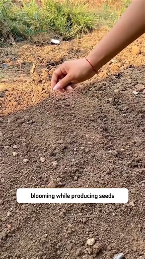 Forever Bloom Hollyhock | SRK