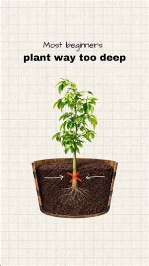 How to plant trees in a container | Fast Growing Trees #containergardening #gardeningtips