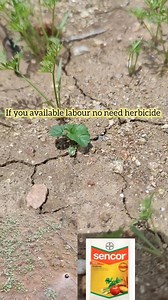 #herbicides in carrot farming | farmers corner