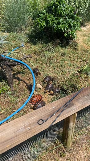 Fastest way to a turtle’s heart….😉 #boxturtle #animalfeeding #gardenstatetortoise #turtles #tortoise_175 Fastest way to a turtle’s heart….😉 #boxturtle #animalfeeding #gardenstatetortoise #turtles #tortoise_175 | Hendrix McCrae