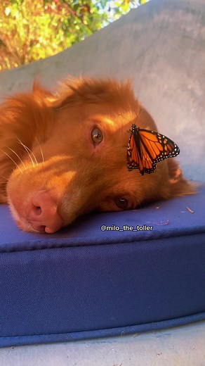 Dog Playing with Butterflies | Cute Dog and Butterfly Interaction