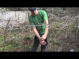 How To Prune Grapes: Quick and Easy
