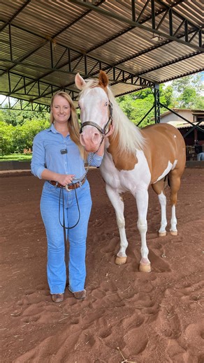 Na Milha Oficial - Quarto de Milha on Instagram: "@laboratoriocentervet Mais do que uma pelagem linda, o Splash envolve genética e decisões importantes na criação. Entender cada variação é fundamental para cruzamentos conscientes, previsibilidade de resultados e, claro, para a saúde e valorização do seu cavalo. 👉 O CenterVet realiza os exames genéticos para identificação do SW1, SW2 e SW3, com precisão e segurança, auxiliando criadores, proprietários e profissionais na tomada de decisão. Genéti