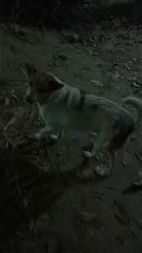 the park with the dogs