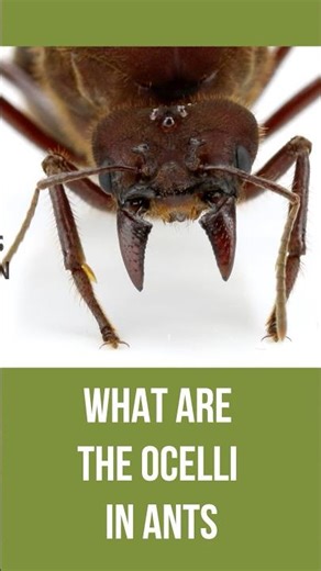 What are the ocelli in ants - sneak peek of How does an ant orient itself