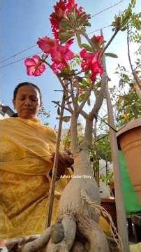 Make Adenium New Plants🌳✨😌#ashasgardenstory#shorts