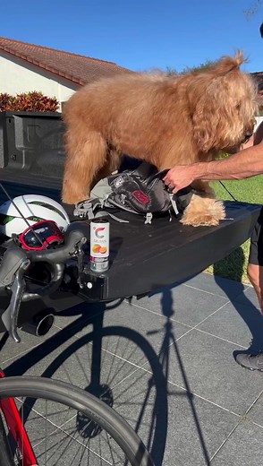 Dog LOVES bike rides! #dogdad #dogbackpack #goldendoodle | Brodie That Dood