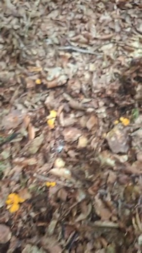 Grzyby 2026 Pierwsze kurki w tym roku i odrazu całe gniazdo! #grzyby2026 #mushroom #fungi #porcini