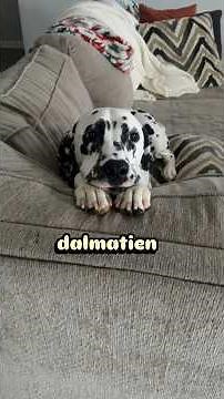 The Dalmatian, the Disney dog!