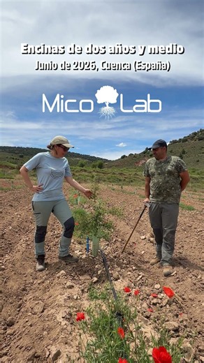 Two-year-old truffle plantation: The secret to success and early truffle production entry