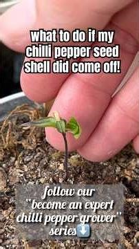 what to do if the seed shell (seed coat) is stuck on the chilli pepper leaf??